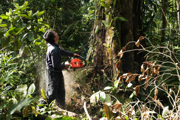 Best Commercial Tree Services  in South San Francisco, CA